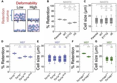 DYT1 Dystonia Patient-Derived Fibroblasts Have Increased Deformability and Susceptibility to Damage by Mechanical Forces